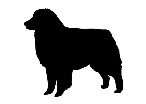 Australian shepherd dog watercolor dog silhouette, Vector illustration silhouette of a dog on a white background.