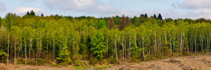 Obraz premium forest and sky