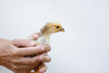 Small yellow chick in female hands on a white background
