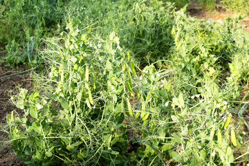 Pea blossoms pea pods on stems