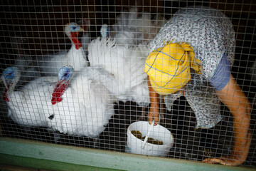 Grandmother feeds domestic turkeys on the farm. Large Canadian. turkeys in the chicken coop waiting for food © Евгения Трастандецка