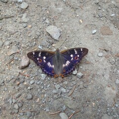 A black and purple colored butterfly on the ground