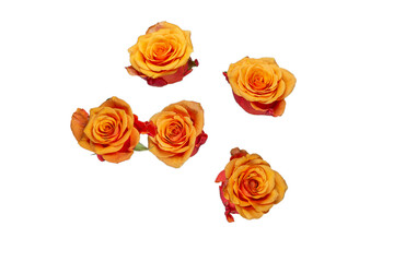 Orange rose isolated on a white background.
