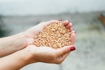 The palms are full of wheat. Wheat grains in female hands