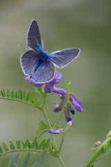 Polyommatus amandus, Amanda's Blue. Butterfly on a flower. A blue butterfly sits on a purple flower 	of cow vetch and drinks nectar. Blue purple natural background. Vertical. 