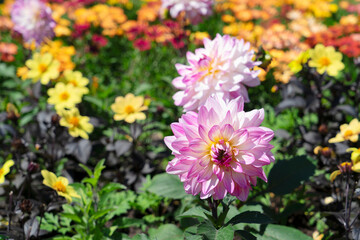 dahlia flowers summer background