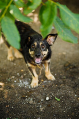 Little street dog with a satisfied muzzle smiles at the camera