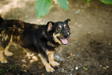 Little street dog with a satisfied muzzle smiles at the camera