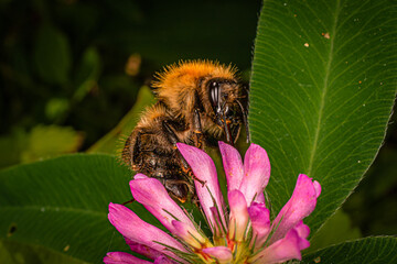 bumblebee collects nectar and pollen on a clover flower