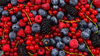Blackberry, raspberry, blueberry,  red currant and mint background.