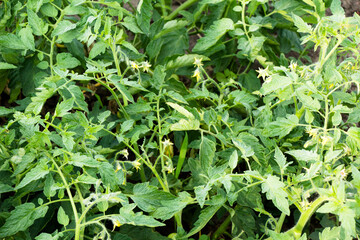 Blooming tomato flowers on tomato stems