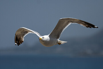 Seagull in flight over the Mediterranean sea. Sicily, Italy