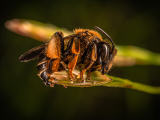 
little bumblebee caught on top of a blade of grass