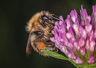 
bumblebee collects nectar from a clover flower.