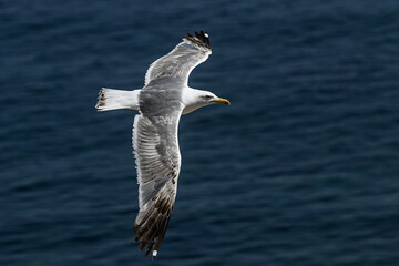Seagull in flight over the Mediterranean sea. Sicily, Italy