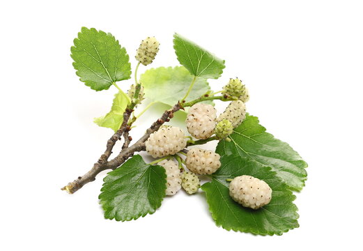 White mulberry fruits with leaves isolated on white background