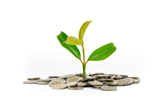 Tree growing on money coin isolated on white background, investment growth concept
