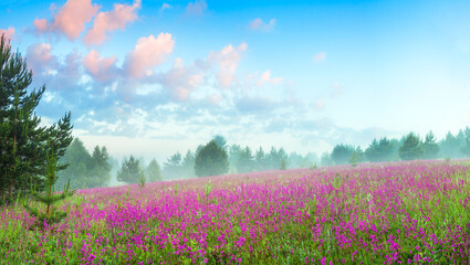 panorama spring landscape with blooming meadow 