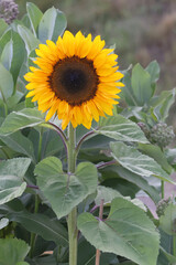 Sunflowers blooming, regular colour or weird coluored
