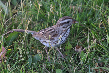 Song sparrow on ground with huge insect in its beak on summer evening