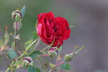 Roses in summer evening 