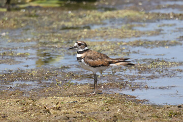 Killdeer in marsh resting