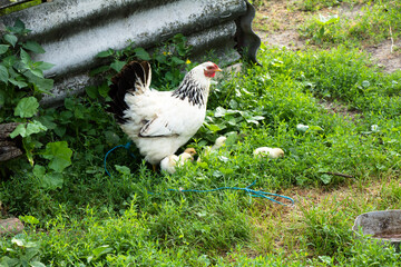 Chicken mom with chickens in the pasture