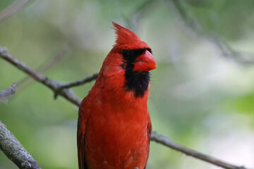Cardinal closeup in tree in forest on hot summer day