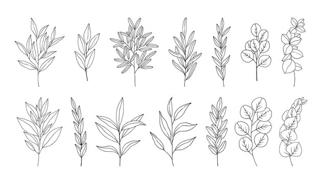 Olive Branch Sketch Images  Browse 13752 Stock Photos Vectors and Video   Adobe Stock