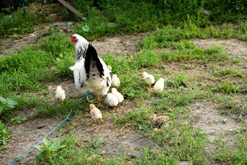 Chicken mom with chickens in the pasture