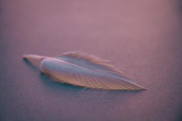 White feather on elegant background