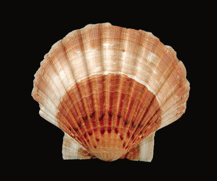 Scallop shell on black background