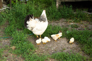 Chicken mom with chickens in the pasture