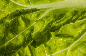 green lettuce leaf with water drops