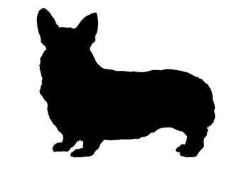 Pembroke Welsh Corgi dog silhouette, Vector illustration silhouette of a dog on a white background.