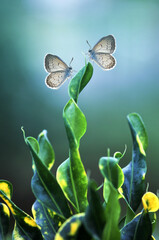 two butterflies on a snaking leaf