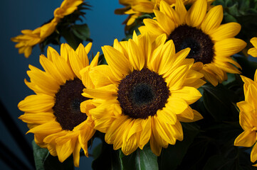 Obraz premium Yellow sunflowers on blue gradient background