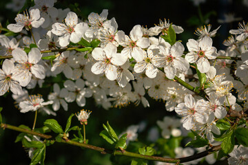 White small spring flowers on branch with green leaves