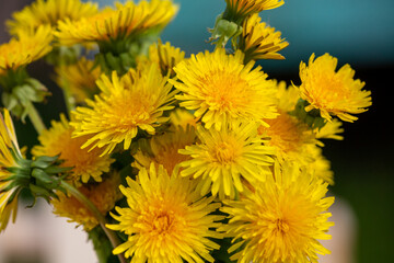 A bouquet of yellow dandelions standing in a blue glass vase in the street close-up photo. Floral...