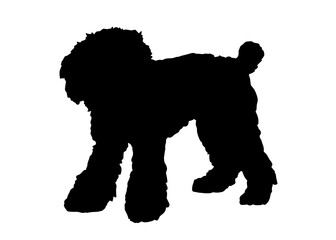 Toy Poodle dog silhouette, Vector illustration silhouette of a dog on a white background.