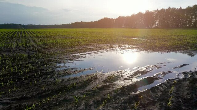 Young corn fields are flooded with water after rain. Puddle in the field. Farming, agriculture loss concept. Slow motion