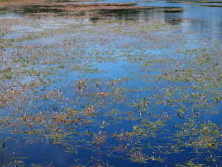 aquatic pink flowering plants in lake