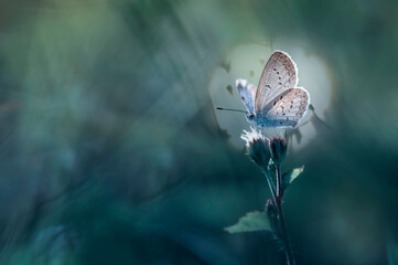 butterfly with bokeh background
