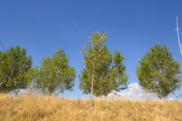 Group of trees on a blue sky background
