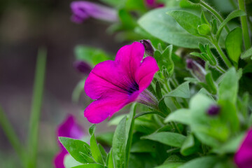 Bright pink flowers of penutia on a green background on a sunny day macro photography. Blooming garden flowers with purple petals in summertime close-up photography. - Powered by Adobe