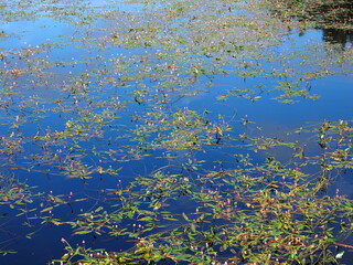 aquatic pink flowering plants in lake