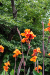 bright beautiful flowers in botanical garden