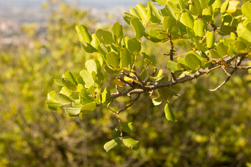 Green evergreen leaves of a tree