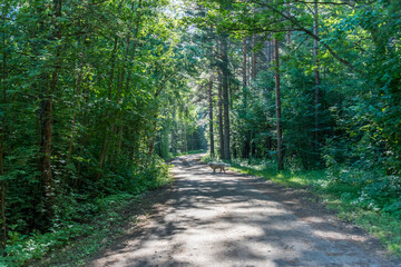 Fototapeta premium Golden Retriever on a Dirt Road in a Forest