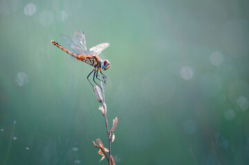 dragonfly on a green background